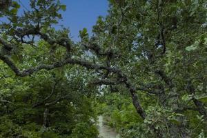 de donsachtig eik boom, quercus schaamhaar, groeit in de hooglanden. relikwie boom eik. foto