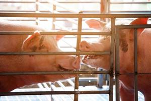 concept vlees industrie varkens in de boerderij foto