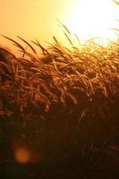 riet gras bloem in de zonsondergang foto