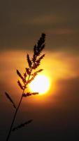 silhouet van onkruid Aan zonsondergang achtergrond foto