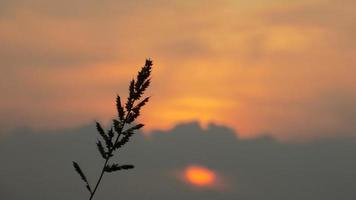 silhouet van onkruid Aan zonsondergang achtergrond foto