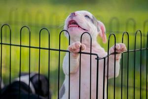 wit pitbull puppy in een kooi. foto