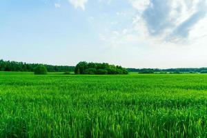 platteland landschap. groen veld- en Woud horison lijn. foto