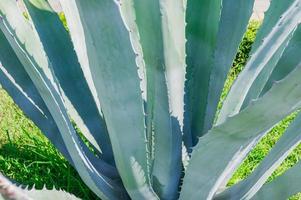 dichtbij omhoog van blauw agave cactus. natuurlijk achtergrond foto