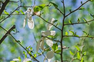 dichtbij omhoog van helder bloeiend wit magnolia boom in de tuin foto
