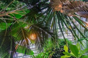 dichtbij omhoog van palm bladeren. tropisch Woud in groen huis foto