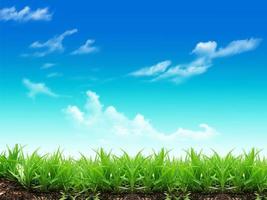 groen gras en blauw lucht met wolken foto
