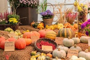 herfst oogst in een boerderij markt. decoratief pompoenen met manen borden Aan Engels en Russisch. foto