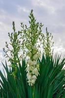 mooi keerkring fabriek met wit bloeiend bloemen. foto