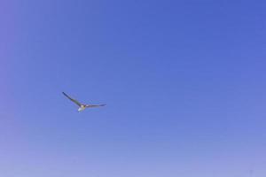 zee meeuw in de Doorzichtig blauw lucht. vliegend vogel. kopiëren ruimte foto