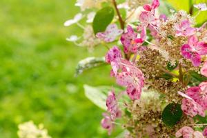 roze hortensia bloem bloei Aan groen achtergrond. foto