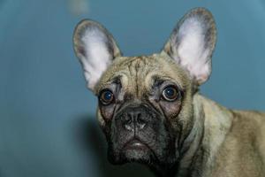 puppy van Frans bulldog poseren Aan camera. huisdier portret foto