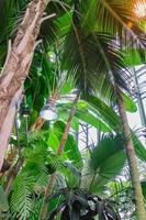 dichtbij omhoog van palm bladeren. tropisch Woud in groen huis foto