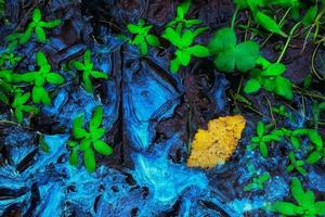 intiem biofilm herfst planten landschap foto