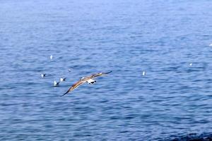 vogelstand in de lucht over- de middellandse Zee zee. foto