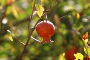 granaatappels Aan een boom in een stad park. foto