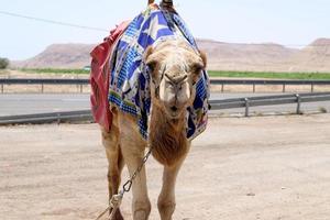 een gebocheld kameel leeft in een dierentuin in Israël. foto