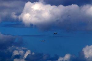 vogelstand in de lucht over- de middellandse Zee zee. foto