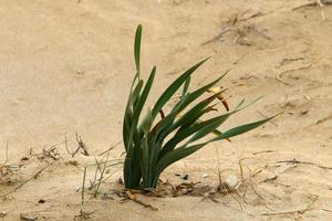 groen planten en bloemen toenemen Aan de zand in de woestijn. foto