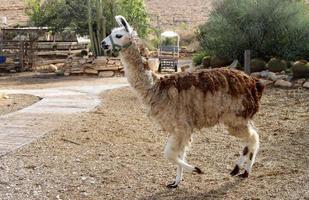 alpaca's Aan een boerderij in de negev woestijn. foto