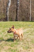 stier terriër miniatuur rasecht hond in de park wandelen foto