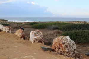 nahariya Israël mei 15, 2020. stenen en schelpen in een stad park Aan de middellandse Zee kust. foto