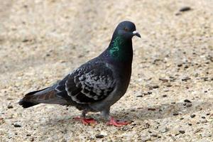 wild duiven in een stad park in Israël. foto