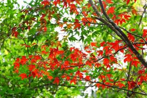 rood esdoornblad in de herfst foto