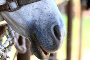 huiselijk paarden Bij een stal in Israël. foto