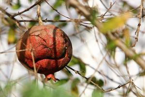 granaatappels Aan een boom in een stad park. foto