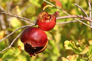 granaatappels Aan een boom in een stad park. foto