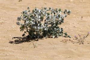 groen planten en bloemen toenemen Aan de zand in de woestijn. foto