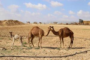 een gebocheld kameel leeft in een dierentuin in Israël. foto