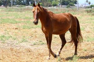 huiselijk paarden Bij een stal in Israël. foto