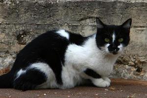 de huiskat is een zoogdier uit de kattenfamilie van de carnivora-orde. foto