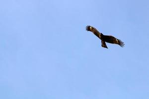 vogelstand in de lucht over- de middellandse Zee zee. foto