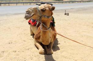 een gebocheld kameel leeft in een dierentuin in Israël. foto