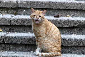 de huiskat is een zoogdier uit de kattenfamilie van de carnivora-orde. foto