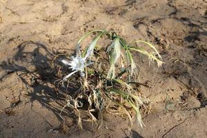 groen planten en bloemen toenemen Aan de zand in de woestijn. foto