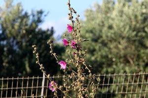 zomerbloemen in een stadspark in Noord-Israël. foto