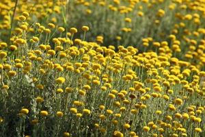 zomerbloemen in een stadspark in Noord-Israël. foto