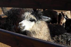 alpaca's Aan een boerderij in de negev woestijn. foto