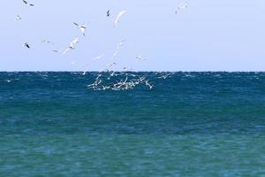 vogelstand in de lucht over- de middellandse Zee zee. foto