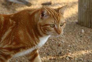 de huiskat is een zoogdier uit de kattenfamilie van de carnivora-orde. foto