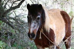 huiselijk paarden Bij een stal in Israël. foto