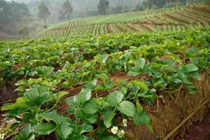 aardbei tuin in ochtend- Bij doi ang khang , Chiang mei, Thailand foto