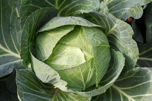 close-up van verse kool in de moestuin foto