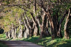 kers boom traject in khun wang Chiang Mai, Thailand. foto