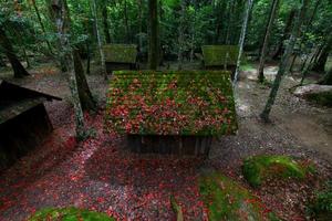 rood esdoorn- blad verstand politiek en leger school- Bij phu hin rong kla nationaal park, Thailand foto