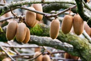 cluster van rijpe kiwi's op de tak foto